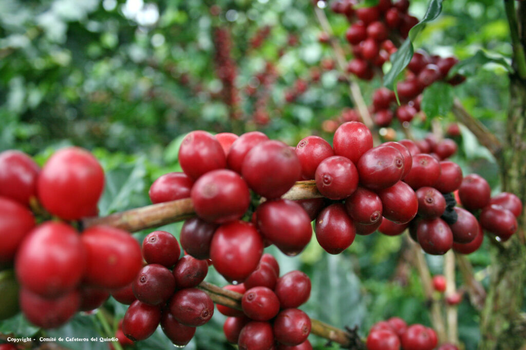 Alerta en el eje cafetero: Clima extremo pone en jaque la producción de café en el Quindío